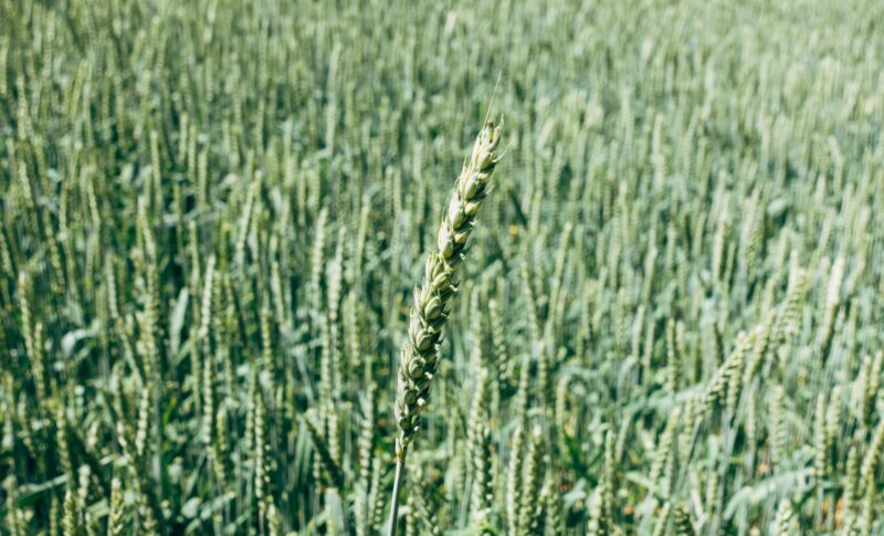 フードバンクうつのみやイメージ